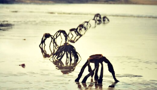 موجودات ترسناک در ساحل/ نترسید اینها بیگانگان فضایی نیستند / عکس