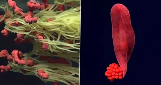 کشف موجوداتی عجیب که دانشمندان را متحیر کرده / عکس