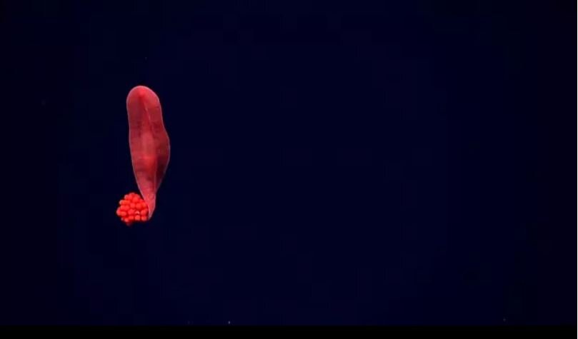 کشف موجوداتی عجیب که دانشمندان را متحیر کرده / عکس