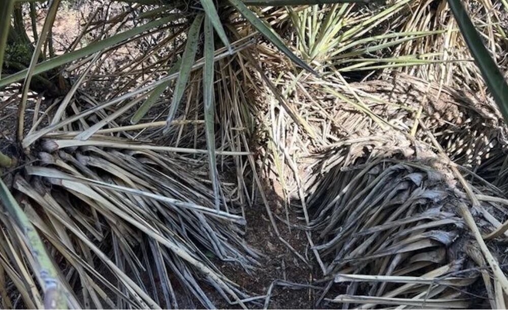 استتار کم‌نظیر مار زنگی که با کمک هم دیدنش دشوار است/ عکس