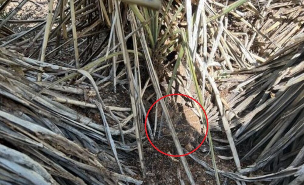 استتار کم‌نظیر مار زنگی که با کمک هم دیدنش دشوار است/ عکس