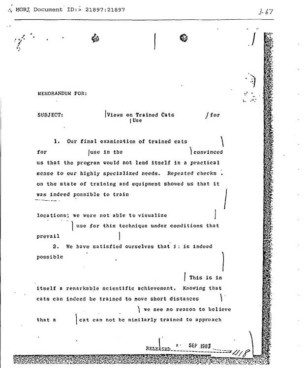 گربه آکوستیکی