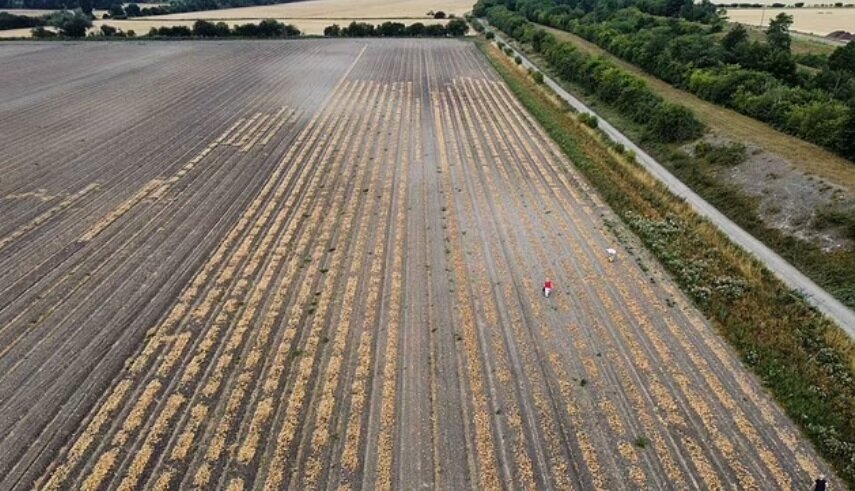 تاثیرات عجیب گرما بر پیازهای انگلیسی | محصولی که اشک بیشتری درمی‌آورد!