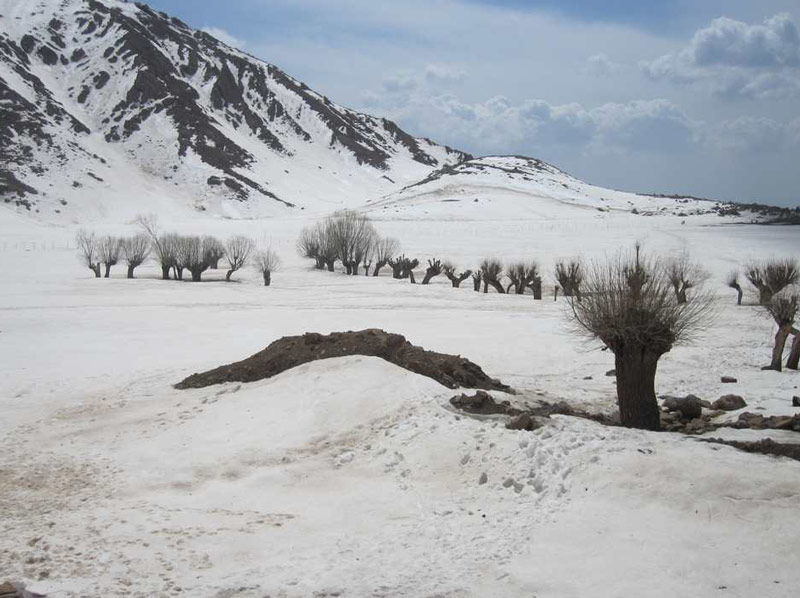 دشت هویج افجه در زمستان پوشیده از برف
