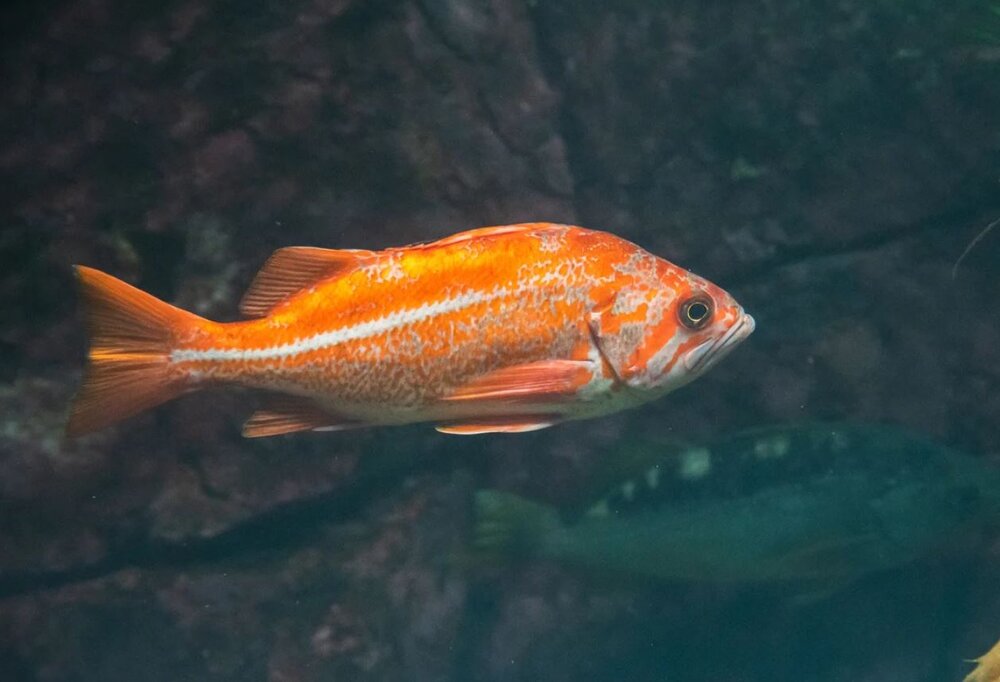 جستجوی راز عمر ۱۰۰ ساله در مکانی غیرمنتظره