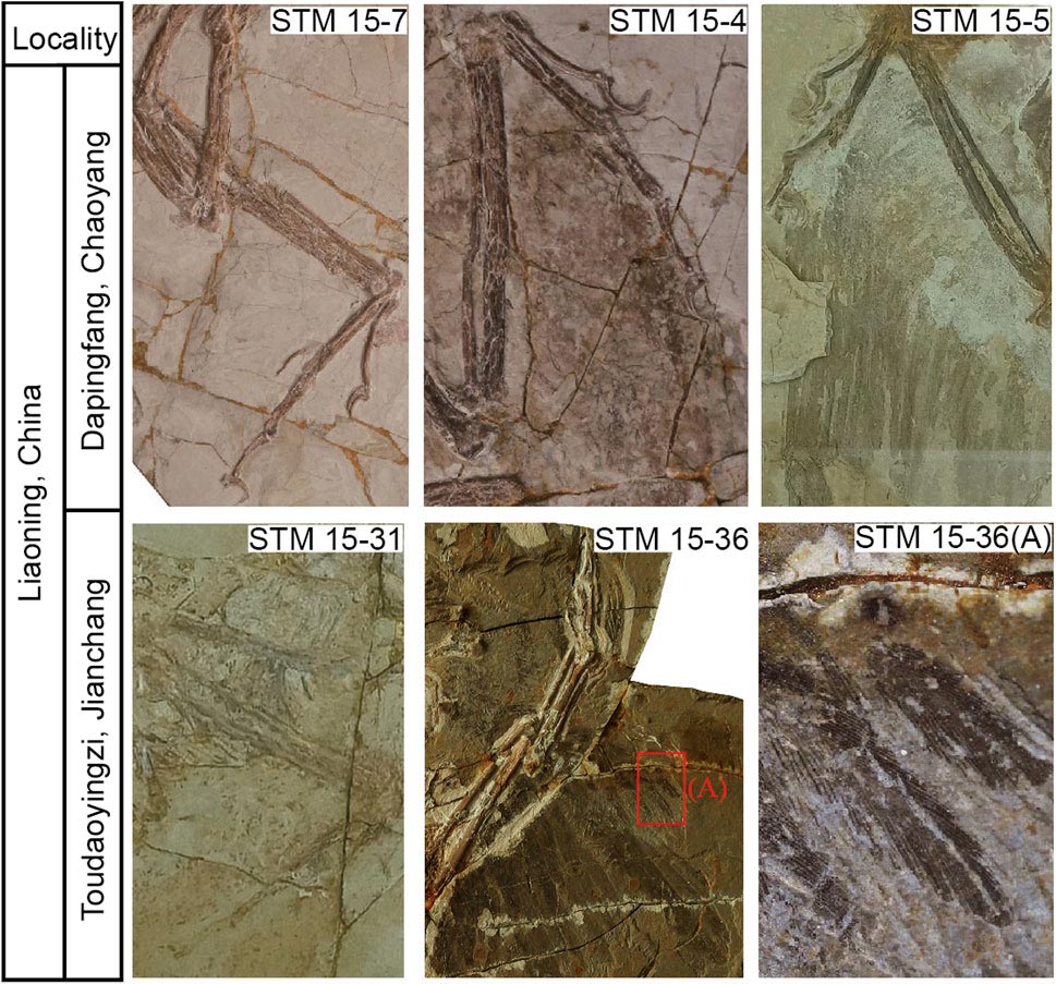 رازهایی که فسیل این پرندگان آشکار کرد!