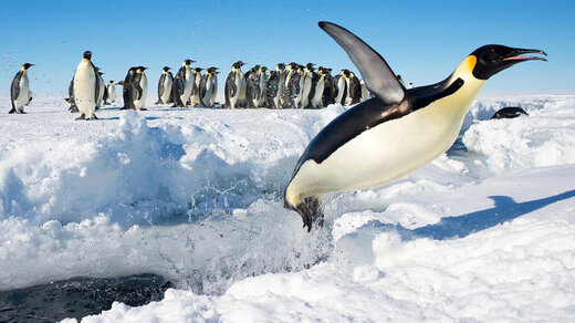 رصد مدفوع پنگوئن‌ها از فضا به کشفی جالب منجر شد / عکس