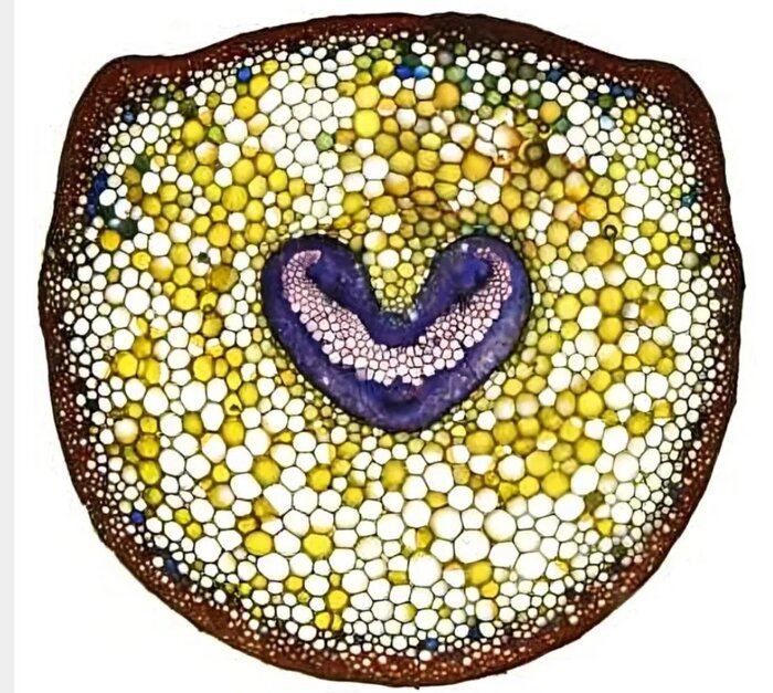 رمزگشایی از یک معمای ۱۰۰ ساله