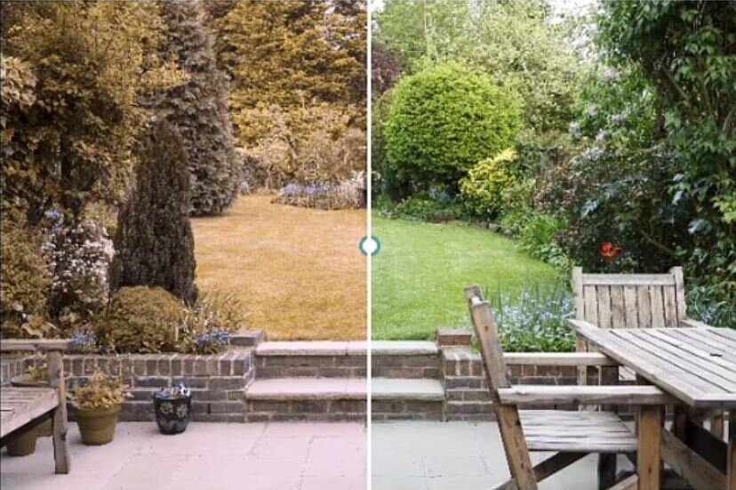 سگ‌ها دنیا را چگونه می‌بینند؟ / عکس