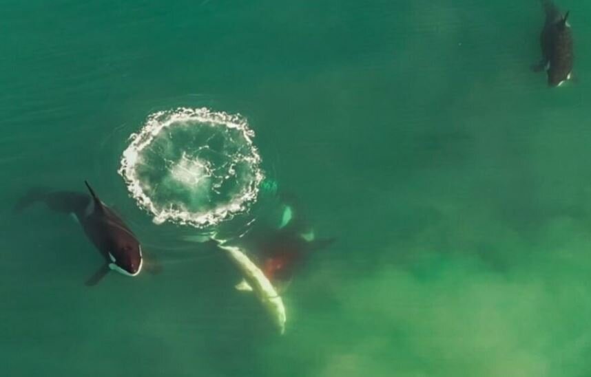 ظاهر فریبنده یک قاتل بالفطره / عکس