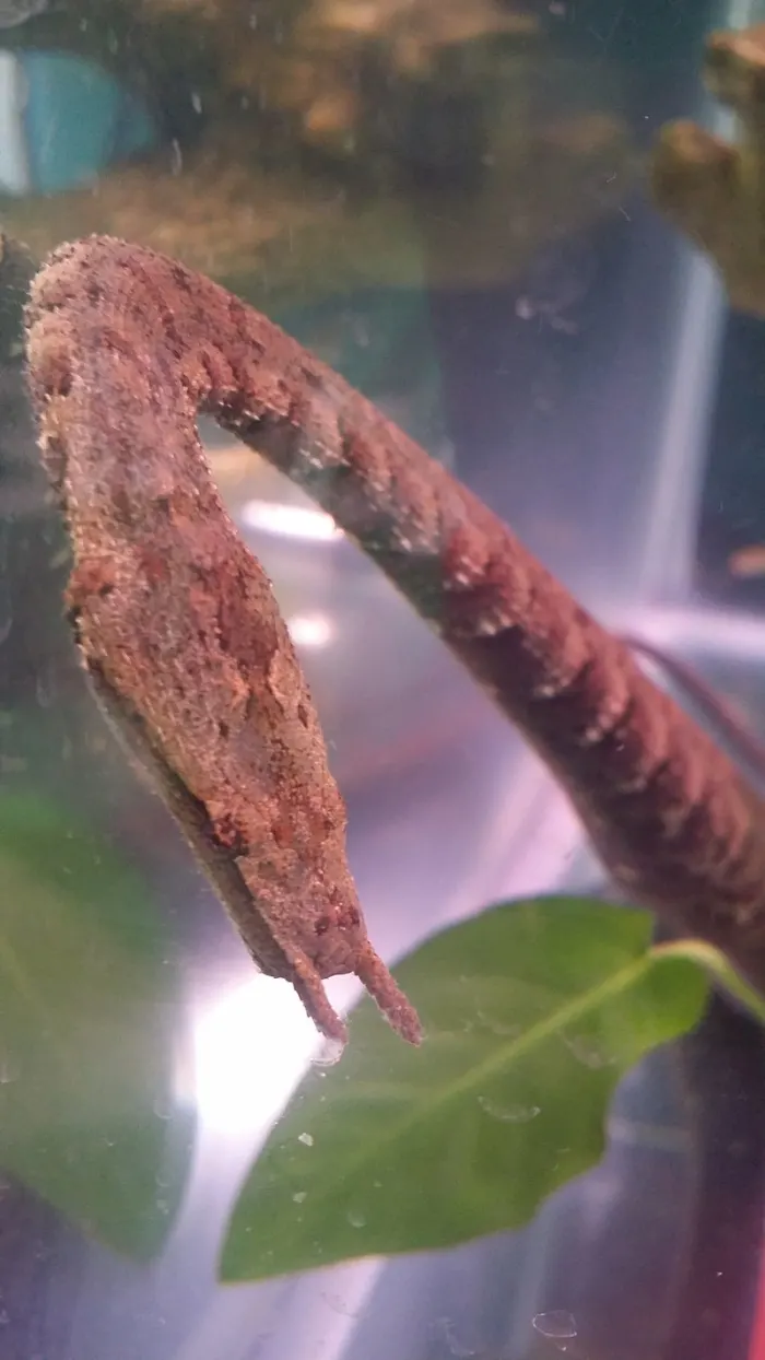 عکس |  از افعی کرگدن تا تاک آسیایی؛ با عجیب‌ترین مارهای دنیا آشنا شوید