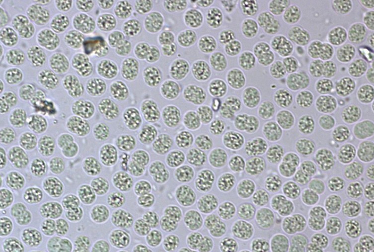 عکس | از ماهی 4 چشم تا میگویی که نور قطبی را می‌بیند!