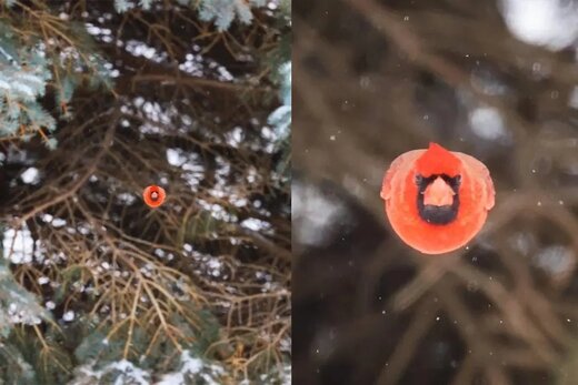 عکس | “انگری برد” به دنیای واقعی گام نهاد!