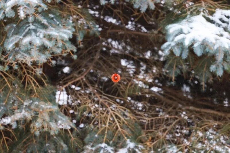 عکس | "انگری برد" به دنیای واقعی گام نهاد!