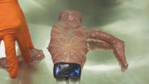 عکس|  این موجود زنده از بدن یک زیست‌شناس ایجاد شده!