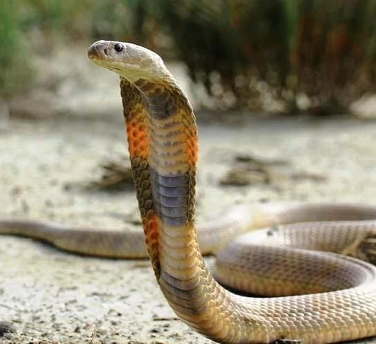 عکس| با سمی‌ترین مار ایران، کبرای خزر آشنا شوید