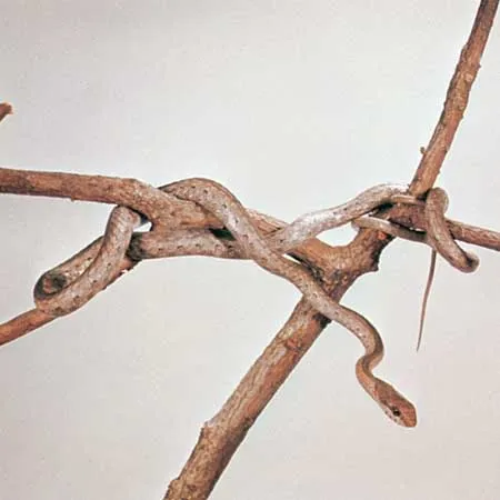 عکس |  با مرگبارترین گونه‌های مار آشنا شوید