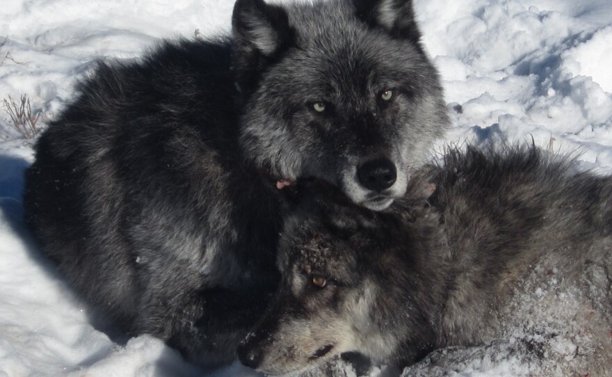 عکس | تغییر رنگ عجیب گرگ‌ها در آمریکا