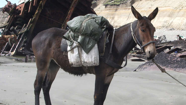 عکس | زیبایی اعجاب‌انگیز حیوانات دورگه!