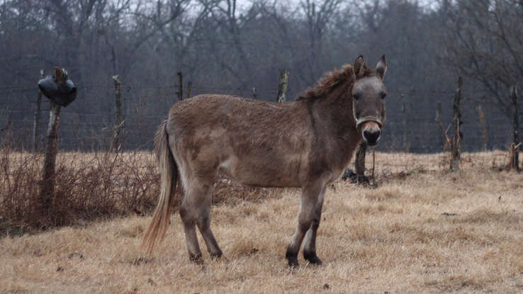 عکس | زیبایی اعجاب‌انگیز حیوانات دورگه!