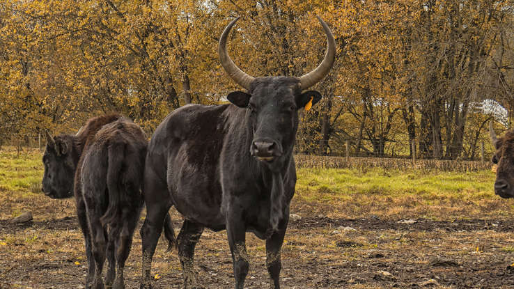 عکس | زیبایی اعجاب‌انگیز حیوانات دورگه!