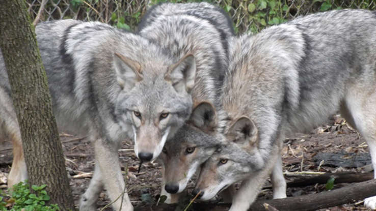عکس | زیبایی اعجاب‌انگیز حیوانات دورگه!