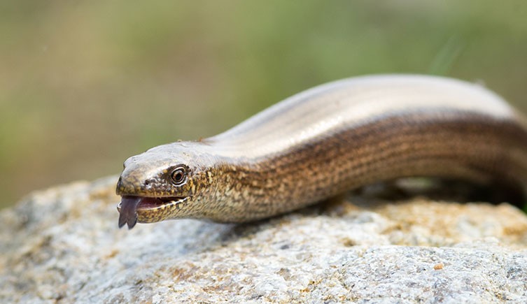 عکس | مارمولک بریتانیایی که نه دست دارد و نه پا!