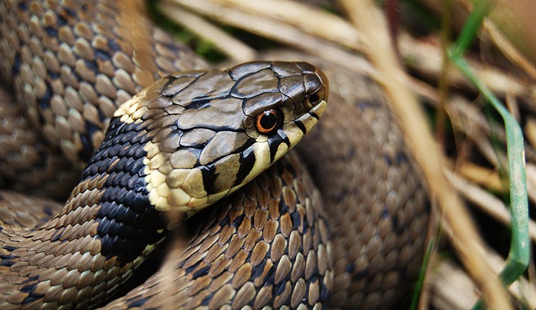 عکس | مارمولک بریتانیایی که نه دست دارد و نه پا!