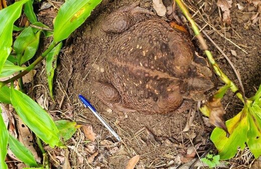 عکس | وزغی که به جرم اضافه وزن کشته شد!