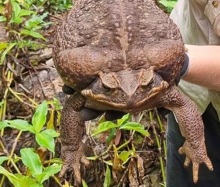یک وزغ در استرالیا رکورد شکست و بر اساس قوانین کشته ‌شد!