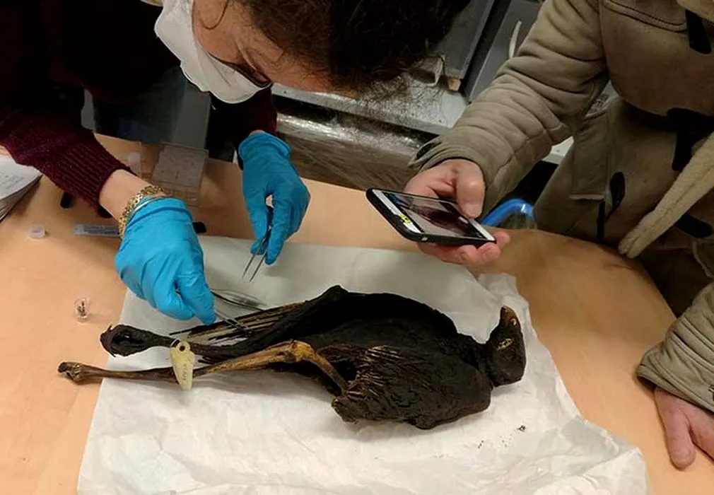 عکس | پرندگان عجیبی که مصریان باستان به خدایان تقدیم می‌کردند!