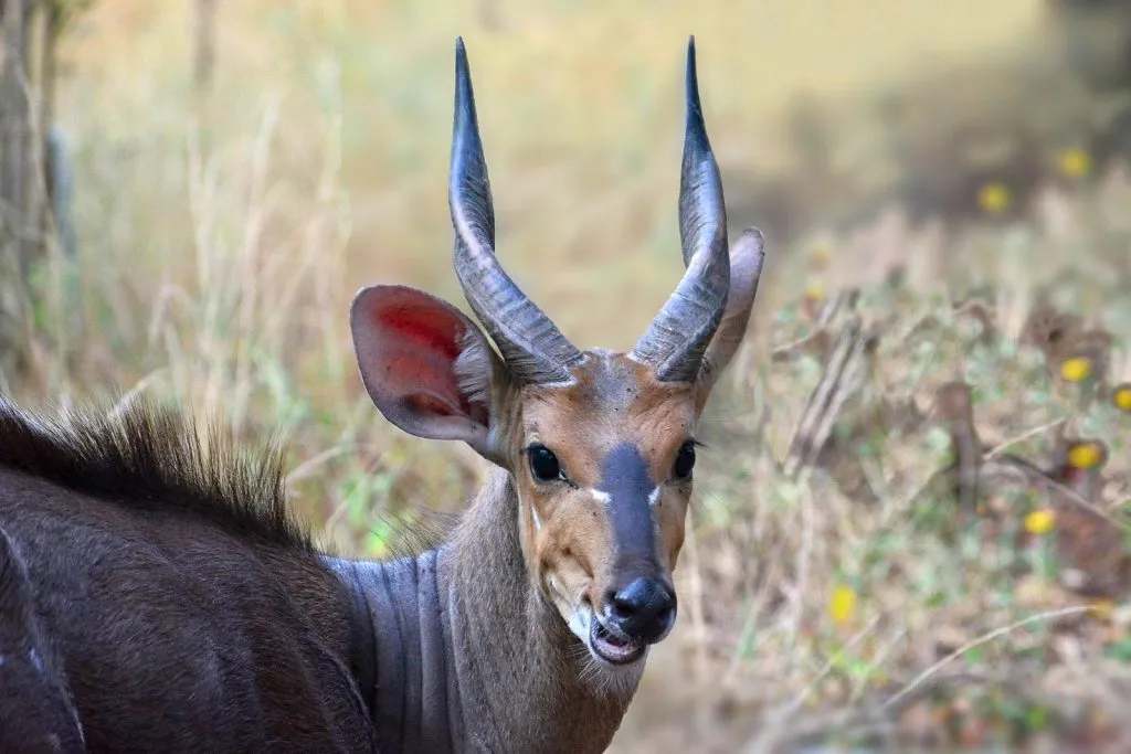 فیلم | تاکتیک سگ‌های وحشی در زنده‌خواری شاخدراز آفریقایی!