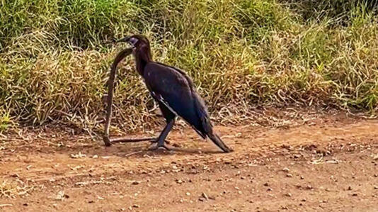لقمه‌ بزرگی که در گلوی شکارچی گیر کرد / عکس