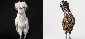 نگاهی متفاوت به عجیب‌ترین مرغ و خروس‌های دنیا / عکس