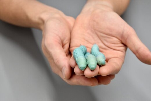 وقتی کرمها جای موشها را میگیرند