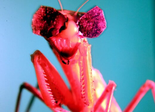 پرنده بی‌نوا در چنگال حشره ترسناک گرفتار شد/ عکس