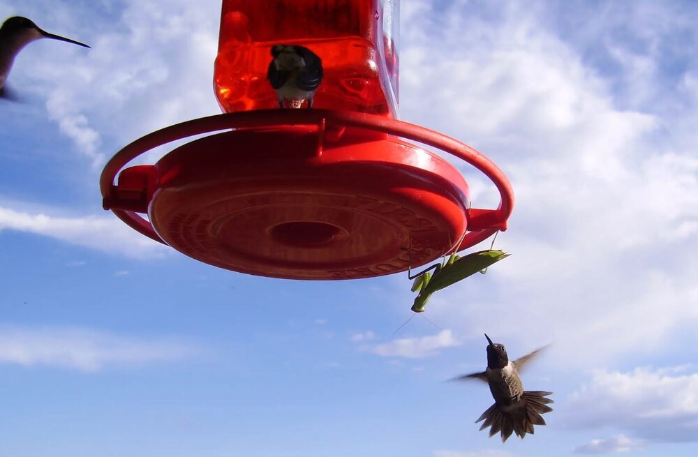 پرنده بی‌نوا در چنگال حشره ترسناک گرفتار شد/ عکس