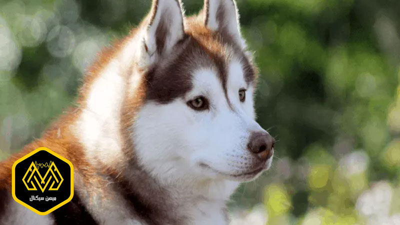 پیش بینی قیمت دوج کوین تا سال ۲۰۲۵