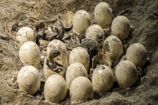 کشف محل تخمگذاری ۱۰۰۰ کیلومتری دایناسورها در هند