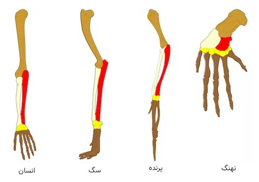 ۵ نشانه از اجداد باستانی انسان که هنوز در بدنمان یافت می‌شوند