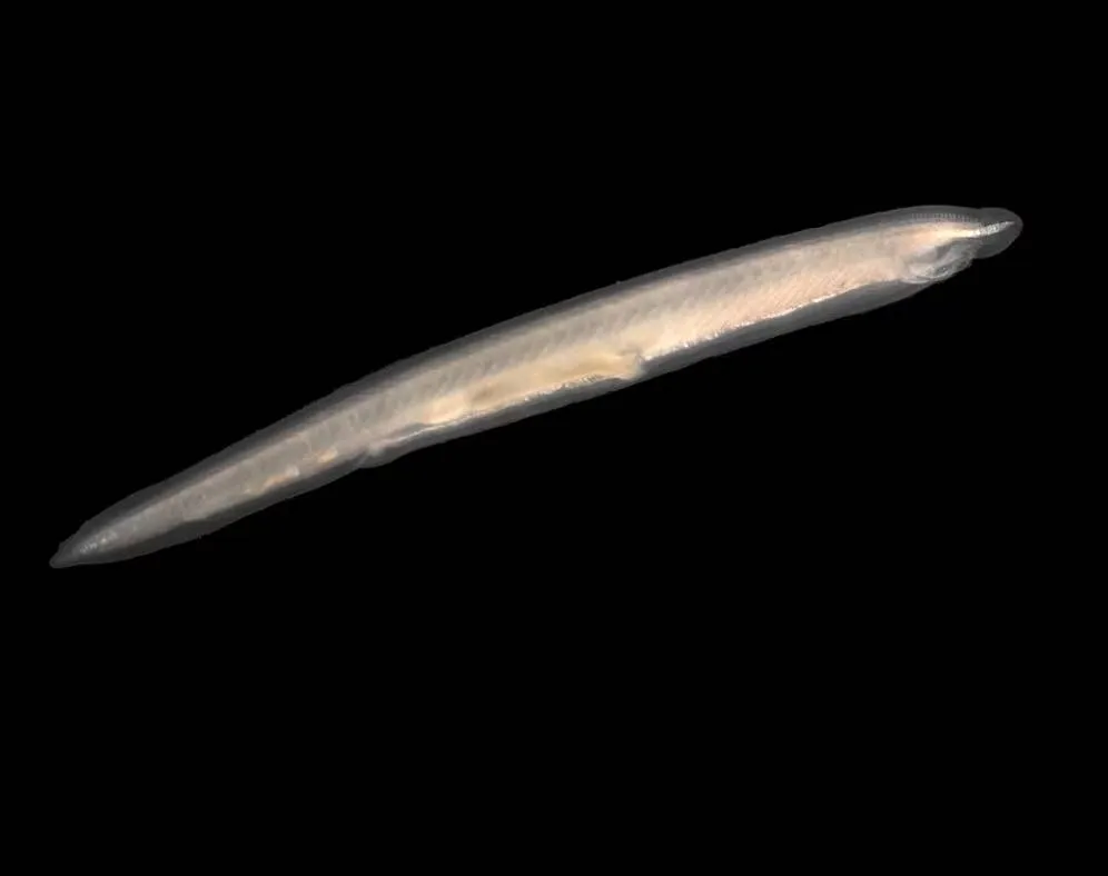 ۵ نشانه از اجداد باستانی انسان که هنوز در بدنمان یافت می‌شوند