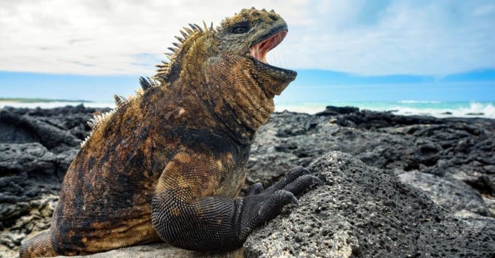 بزرگترین مارمولکهای دنیا | عکس