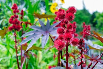Ricinus-communis.jpg