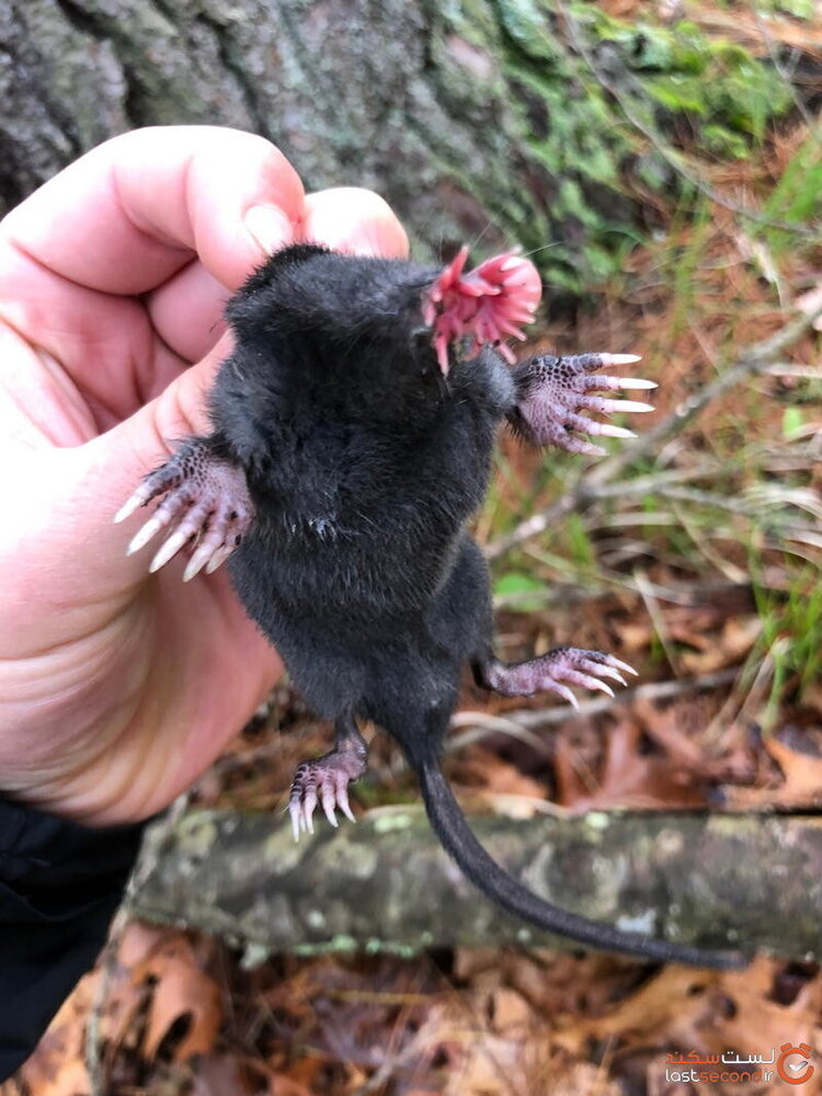 یکی از «عجیب‌ترین مخلوقات تکامل‌یافته» در روی زمین / عکس