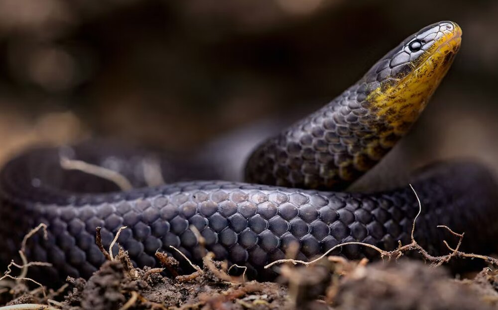 عکس| این مارهای عجیب از قبر بازگشته‌اند