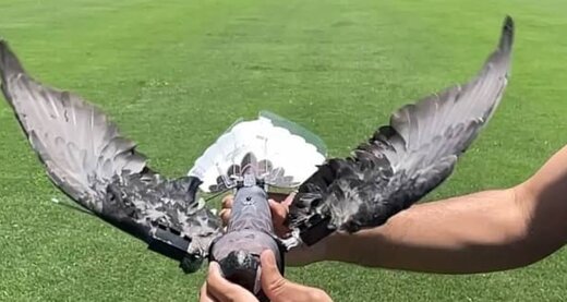 عکس | پهپاد عجیب و غریب ساخت دانشمند ایرانی در جهان