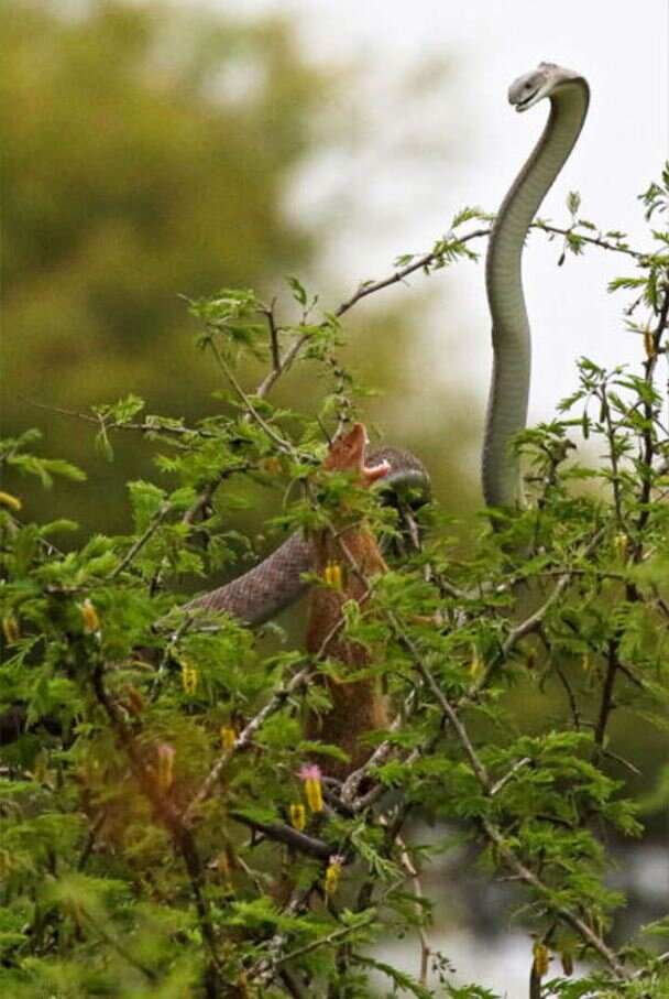 نبرد نفس‌گیر با کشنده‌ترین مار آفریقا / عکس