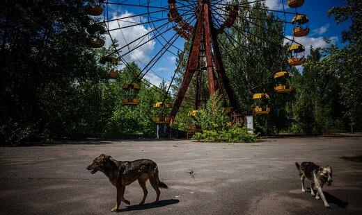آمریکا ، اوکراین و لهستان به دنبال یافتن حقیقت / مورد عجیب سگ های ولگرد اطراف نیروگاه اتمی چرنوبیل !