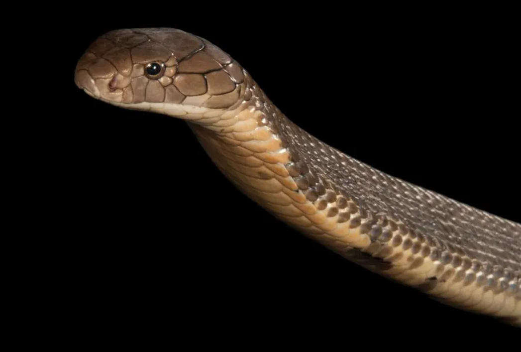 عکس| «شاهکبرا»؛ بزرگترین مار سمی که مار میخورد!