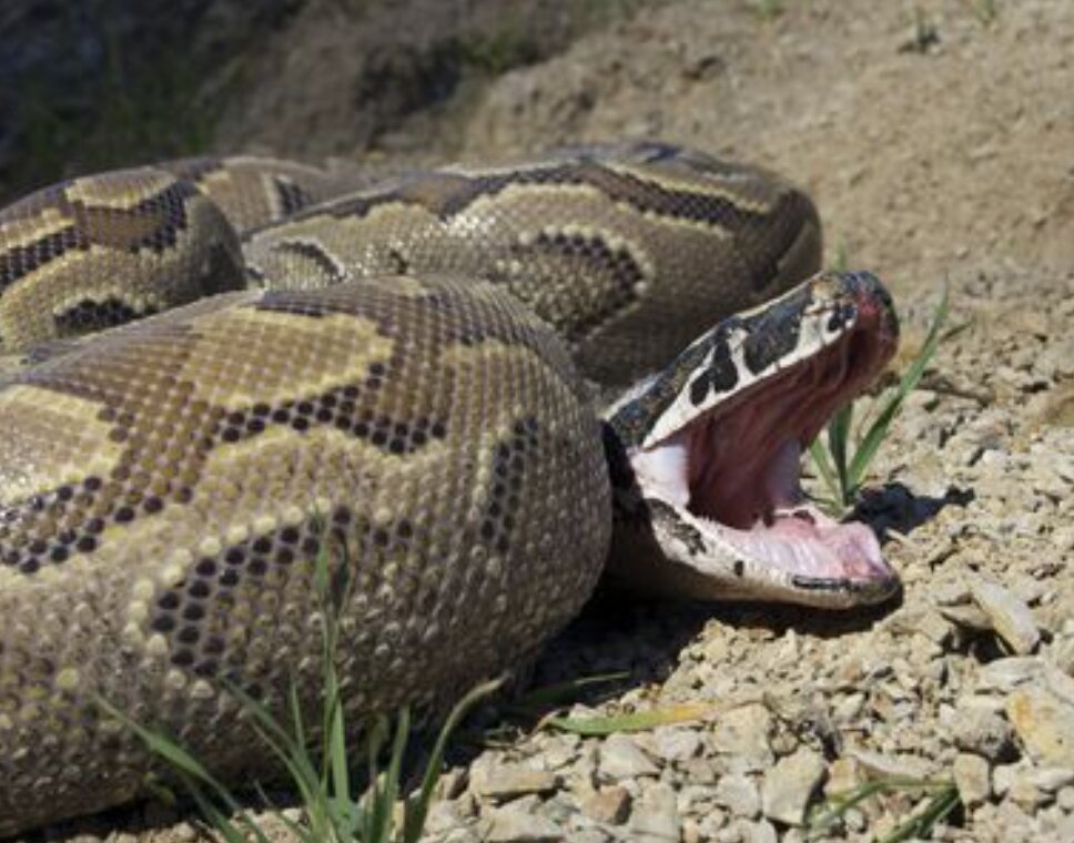 عکس | با پیتون راک آفریقایی؛ مار آدمخوار آشنا شوید